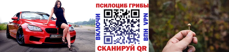 где купить наркотик  Дмитров  гидра сайт  Галлюциногенные грибы Cubensis 